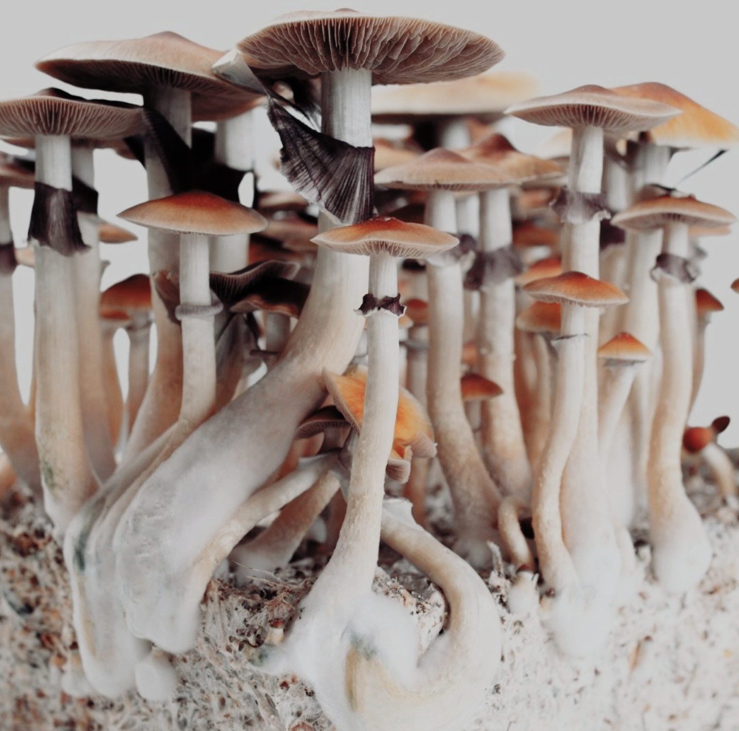 Golden Teacher Mushrooms: A Comprehensive Guide for Beginners