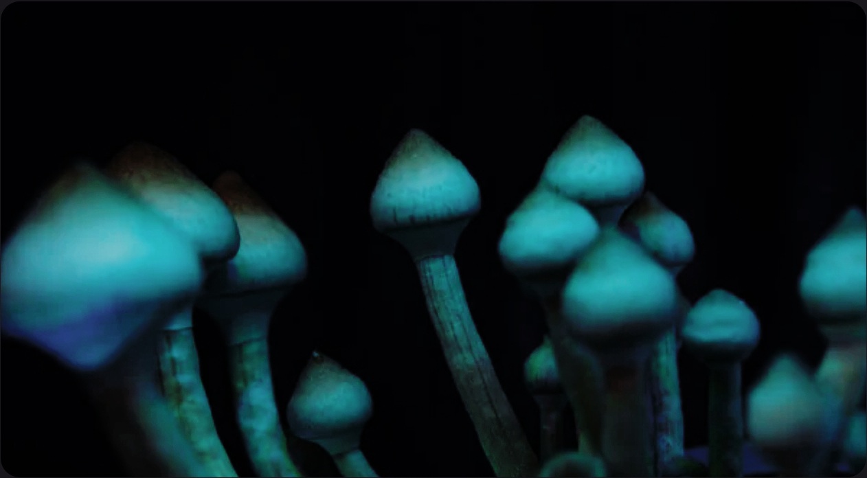 Why 28 Grams Lab is the Premier Magic Mushrooms Online Store in Canada ???