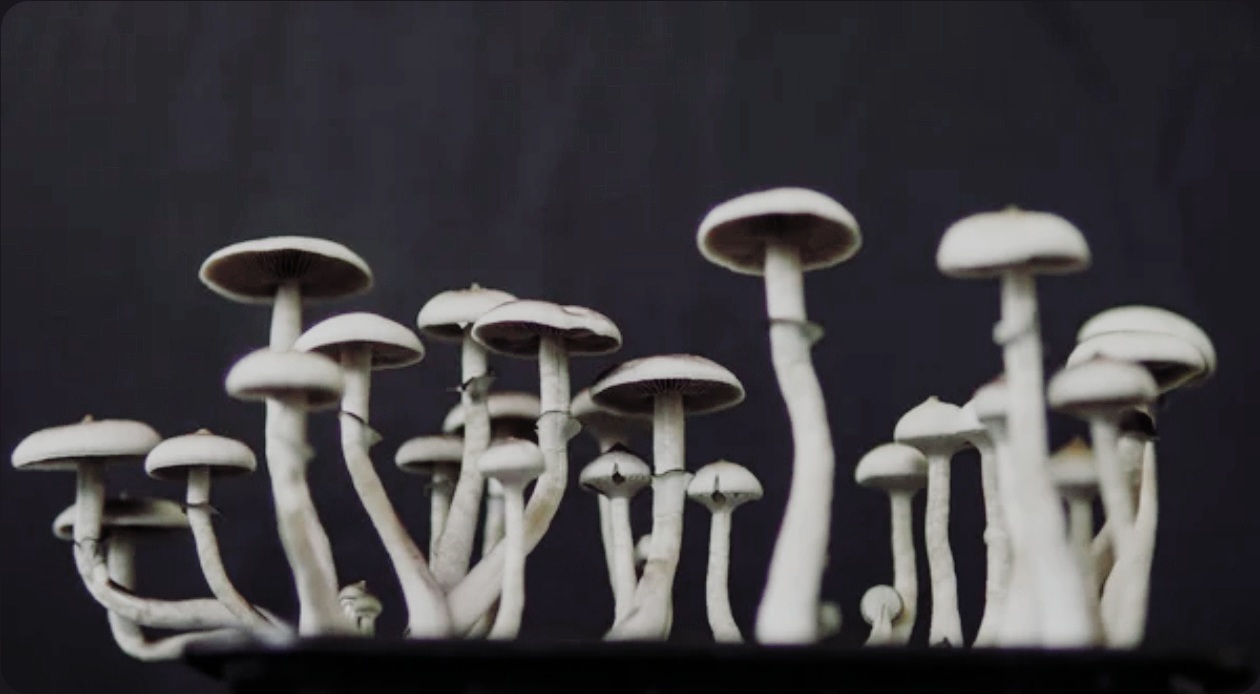 How Do I Choose the Right Type of Magic Mushroom for My First Experience?